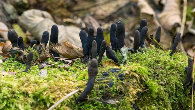 Dead Man's Fingers (Xylaria polymorpha) - Woodland Trust