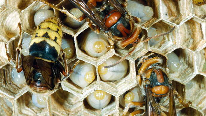 Hornet females feeding larvae in combs of the nest