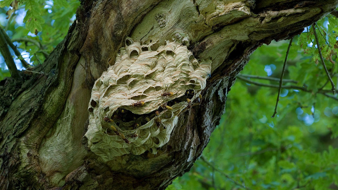 Hornet nest in oak tree