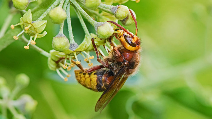 Hornet feeding on bright green ivy blossom