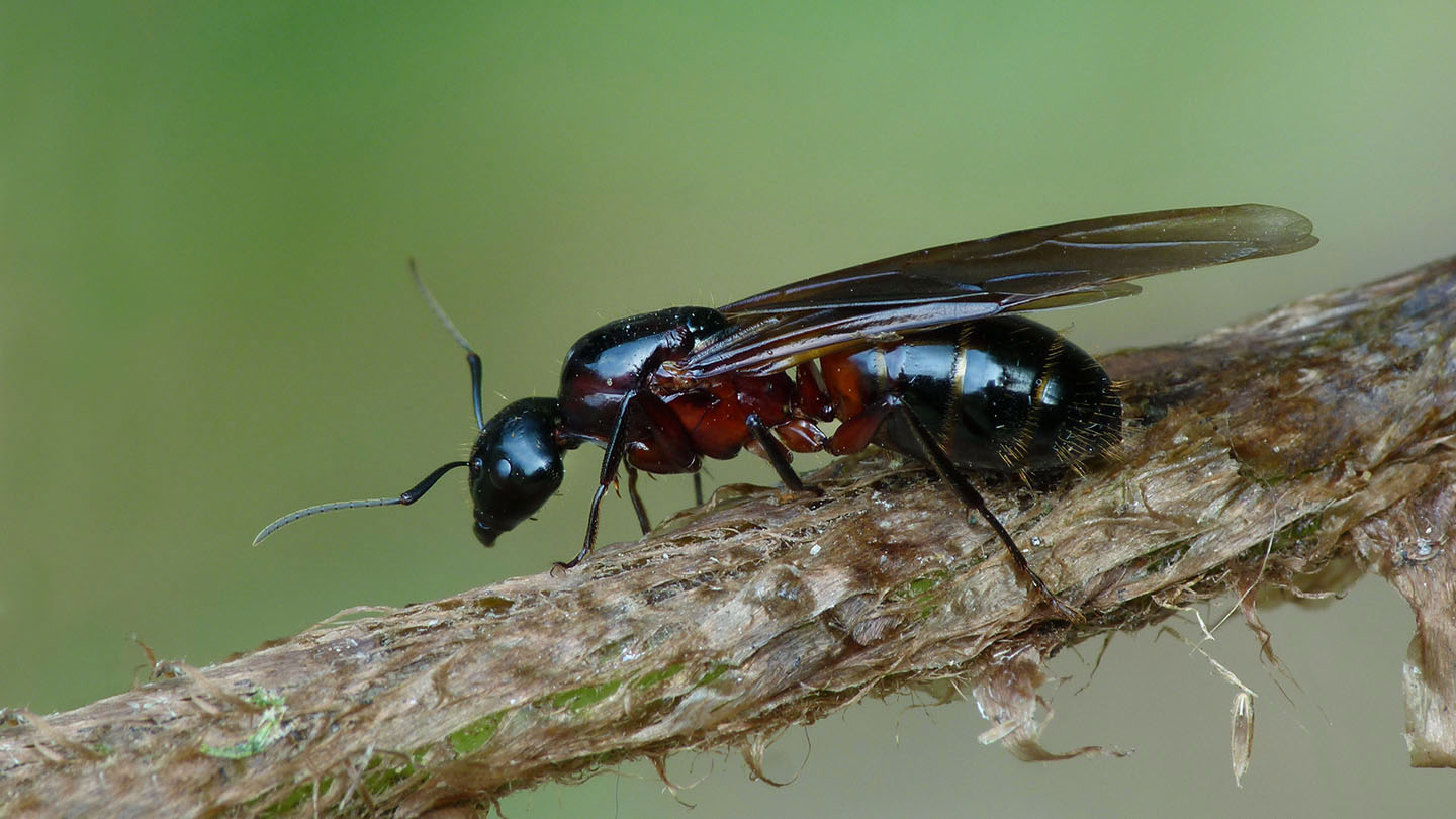 Southern Wood Ant (Formica rufa) Woodland Trust