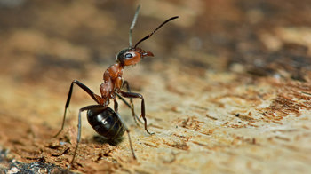 Southern wood ant on bark taking a defensive posture