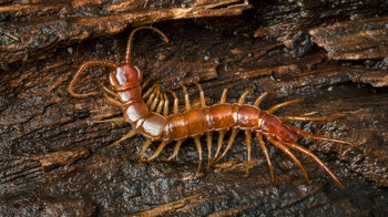 Common centipede on wet bark