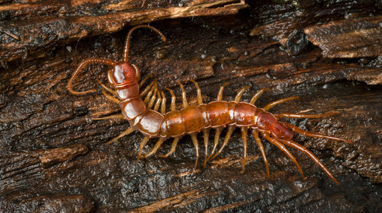 Common centipede on wet bark