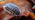 Common rough woodlice climbing over an orange fungus