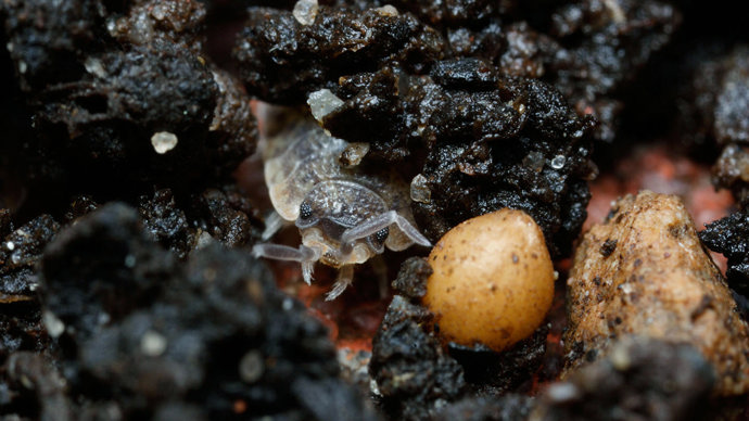 Common rough woodlouse in soil