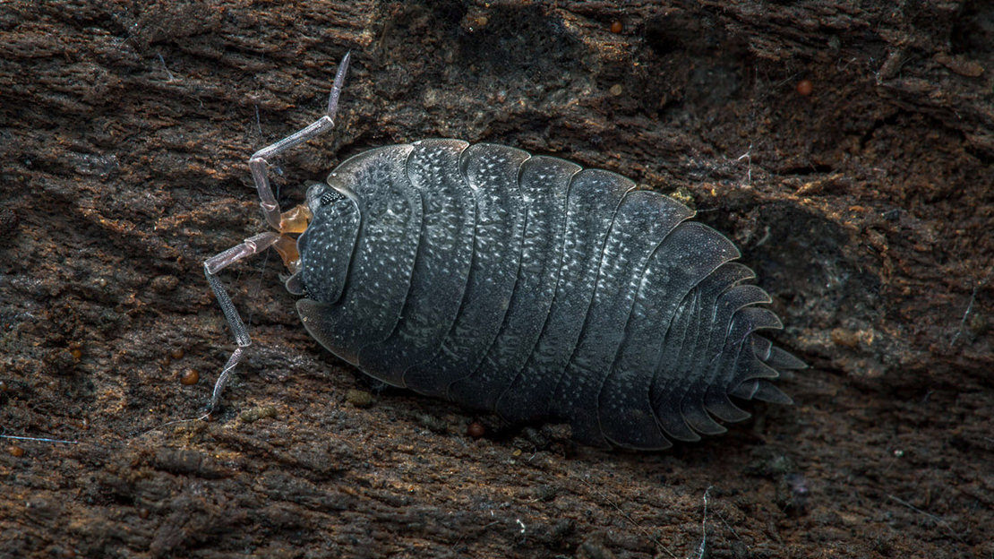 Common rough woodlouse on decaying wood