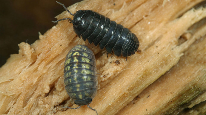 Male and female pill woodlice on exposed bark