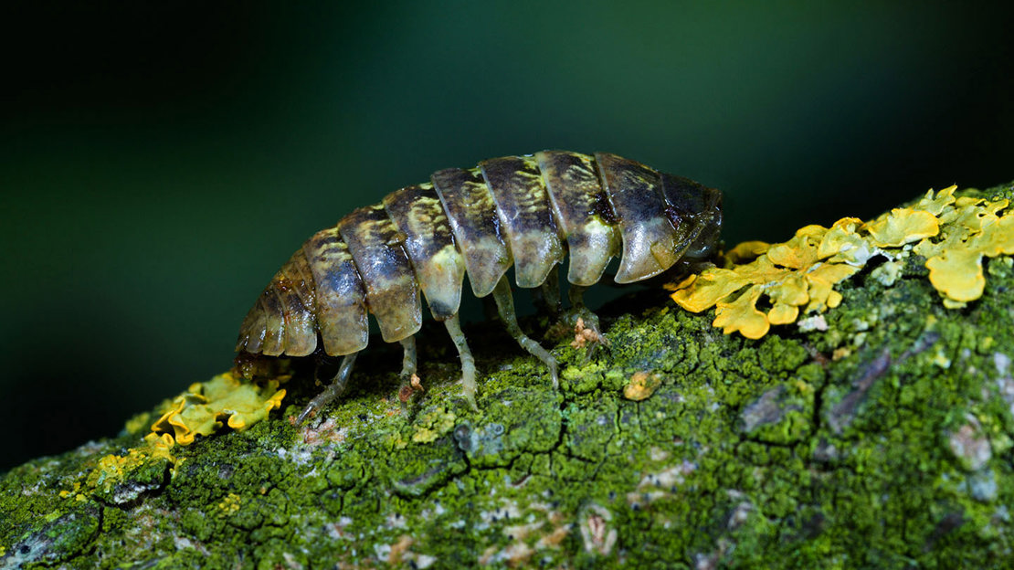 Pill woodlouse on lichen covered twig