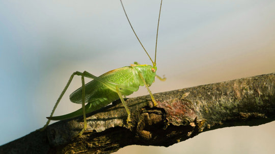 Oak bush-cricket female on a tree branch