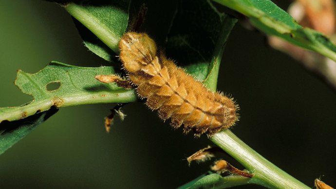 Purple hairstreak caterpillar on a plant stalk