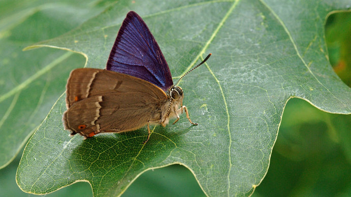 Purple hairstreak on an oak leaf showing bright purple upper wing