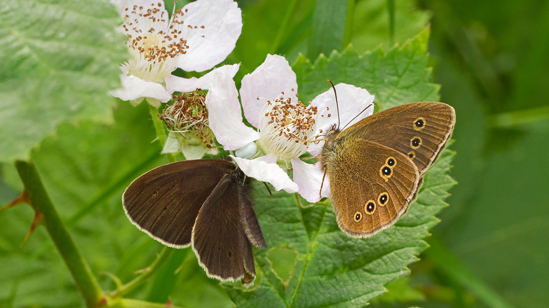 Male and female ringlet butterflies feeding on bramble flowers