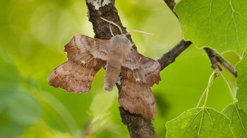Poplar hawk-moth resting on leaf