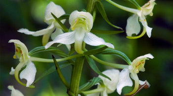 Greater butterfly-orchid flower close up 