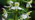 Greater butterfly-orchid flower close up 