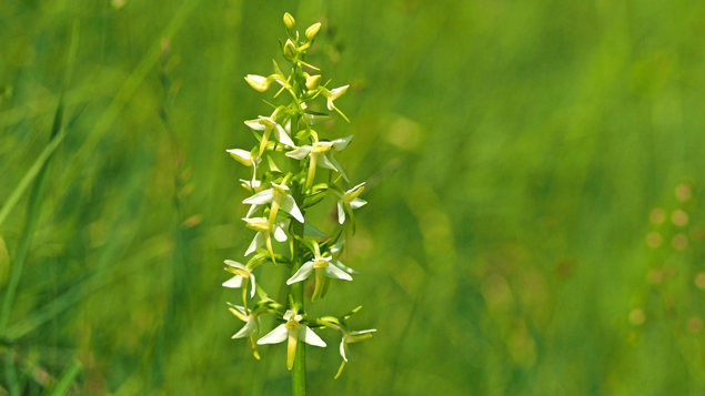 Greater Butterfly Orchid Platanthera Chlorantha Woodland Trust