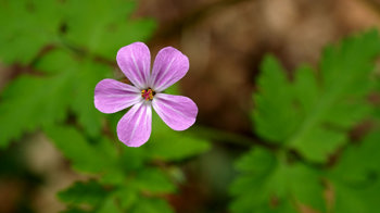Herb-robert flower close-up from above. Herb-robert flower close-up from above.