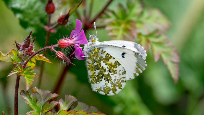 Orange-tip butterfly feeding on herb-robert flower