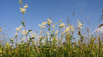 Meadowsweet flowering in hay meadow