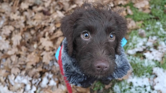 Chocolate Labradoodle Puppy Oak Leaves In Snow