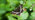 White admiral butterfly on leaves with blossom showing upperwing