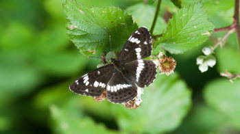 White admiral butterfly on leaves with blossom showing upperwing White admiral butterfly on leaves with blossom showing upperwing