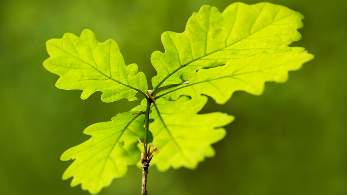 English oak sapling English oak sapling