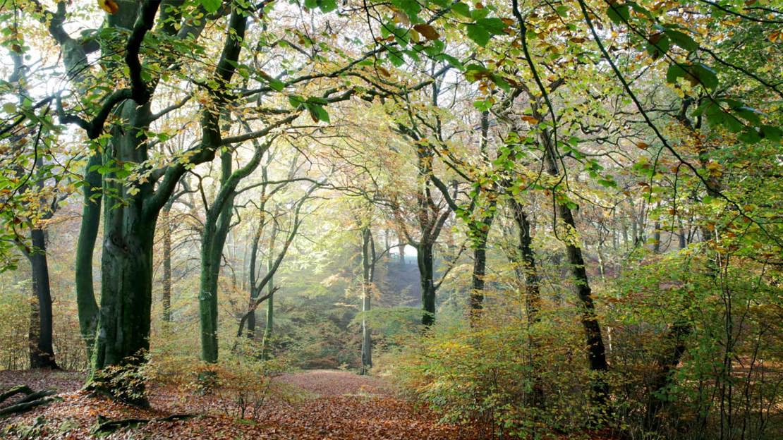 Woodland at Smithills