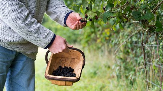 Man picking blackberries into a basket