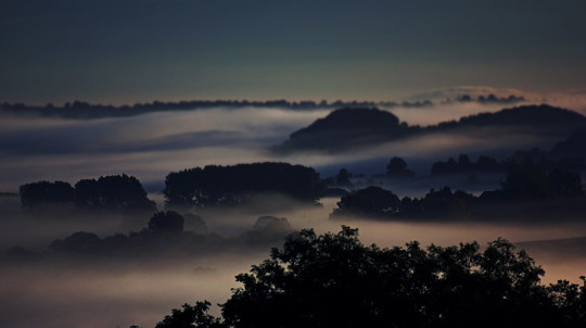 Tree tops breaking through a mist covering the landscape