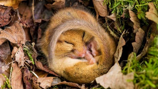 When Do Hedgehogs Hibernate? - Woodland Trust