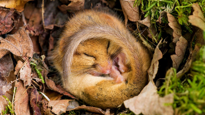 A female Hazel dormouse curled up into a ball hibernating