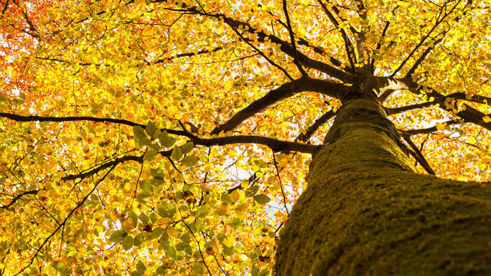 Looking up into a vibrant autumnal canopy