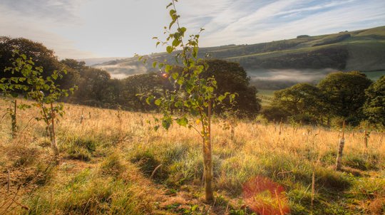 Sapling growing on farmland