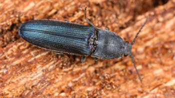 Violet click beetle on bark