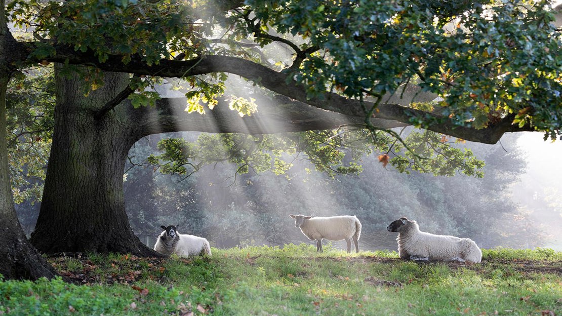 Divestication Farm Diversification: Ideas, Grants & Examples - Woodland Trust