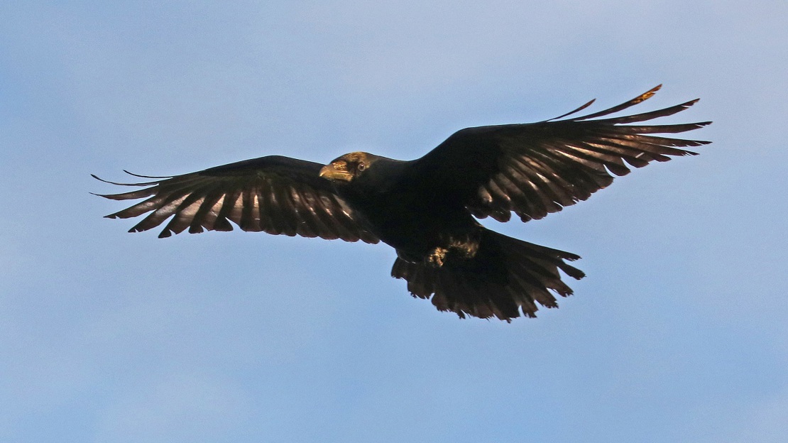 Rook, crow or raven? How to tell them apart - Woodland Trust