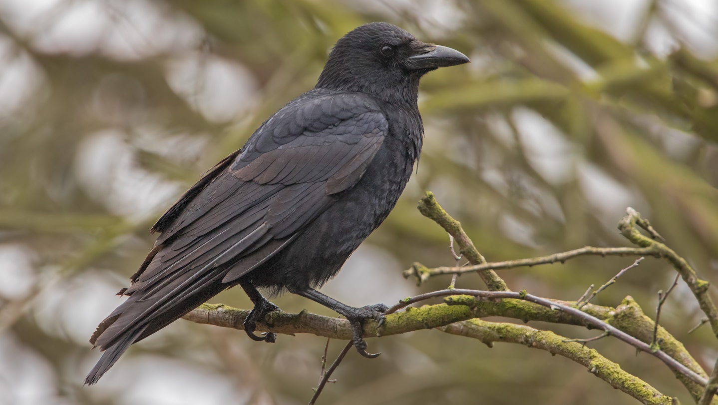 I Have Become A Crow Rook, crow or raven? How to tell them apart - Woodland Trust