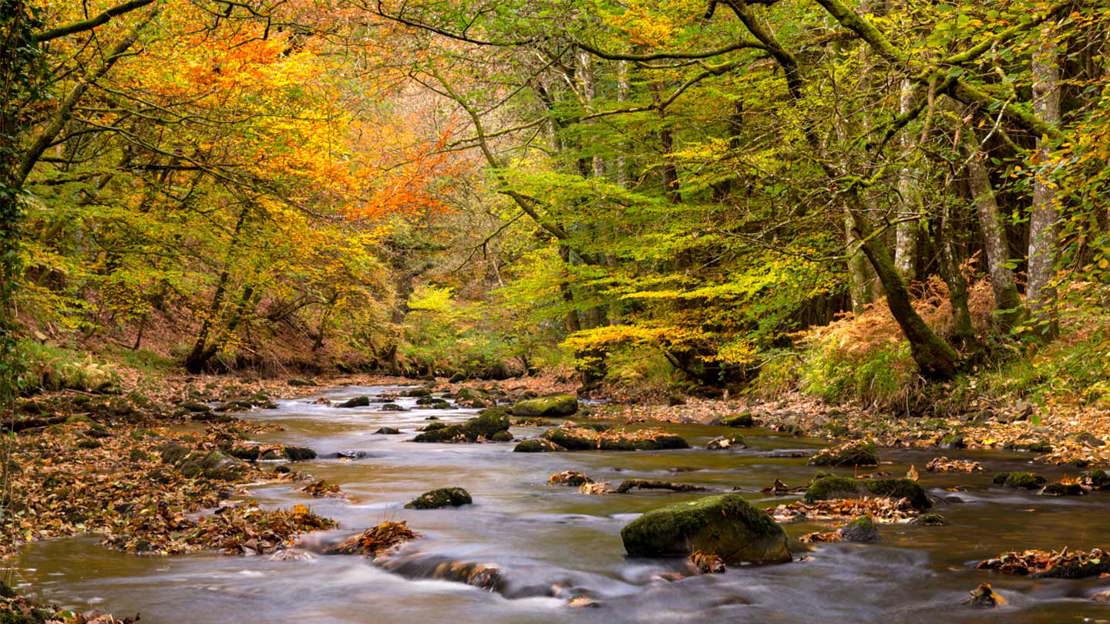 River Teign through Fingle Woods