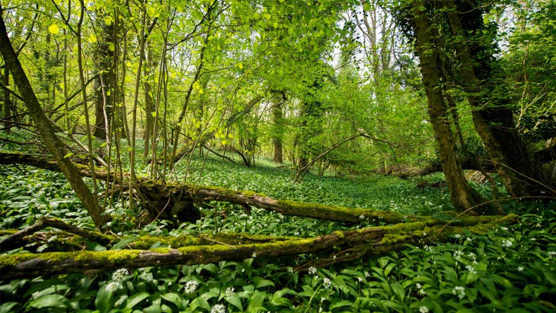 Ancient woodland with a carpet of wild garlic at Avoncliff