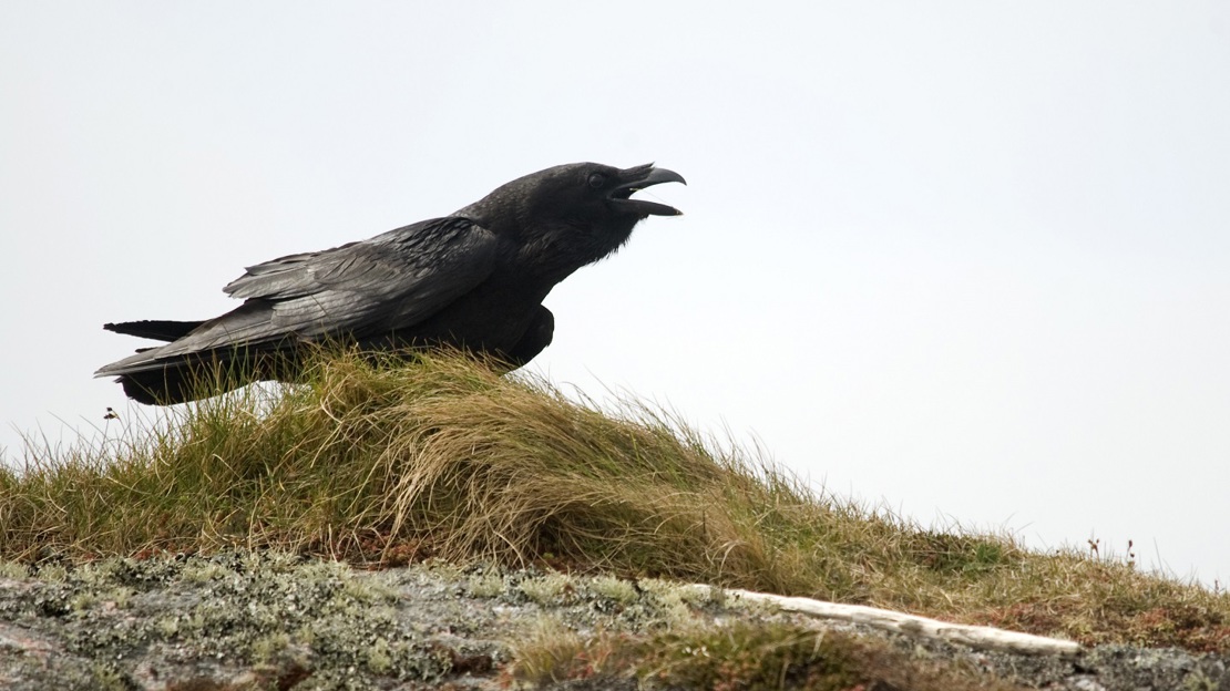 Rook, crow or raven? How to tell them apart - Woodland Trust