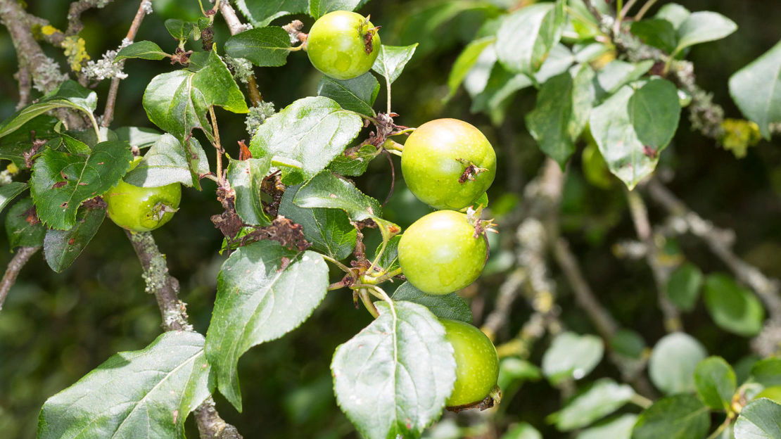 Crab apple close-up