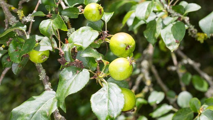 Crab apple close-up