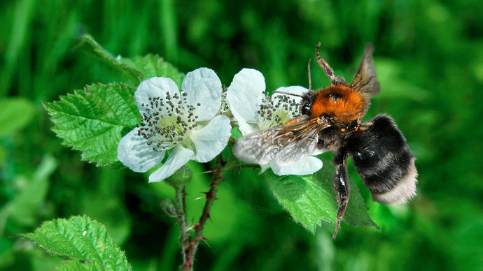Tree bumblebee collecting nectar from a bramble flower