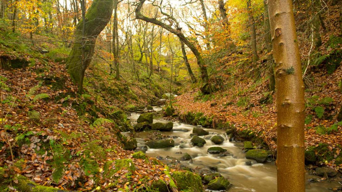 Stream through woodland at Smithills