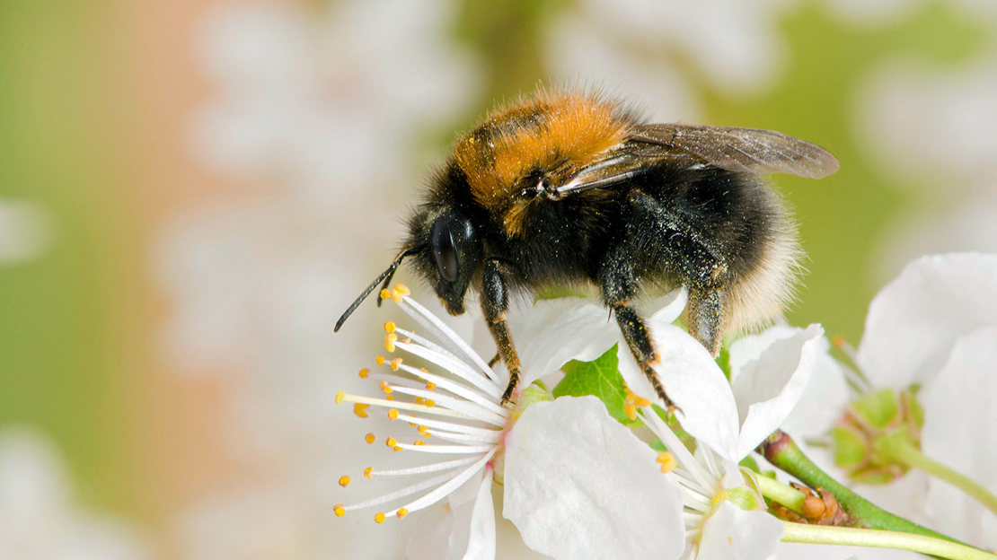 Tree bumblebee collecting pollen on blackthorn blossom