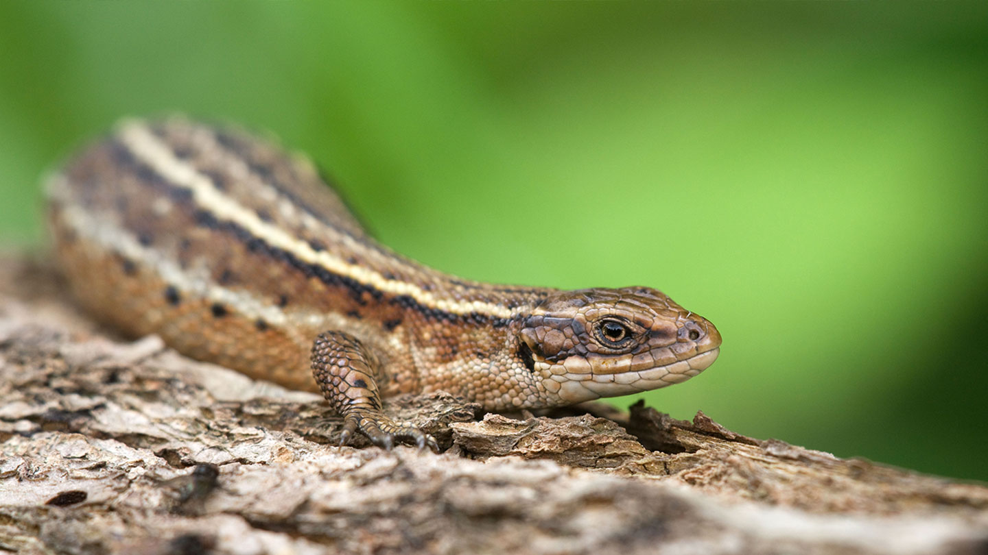 Common Lizard (Zootoca vivipara) - Woodland Trust