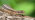 Female common lizard
