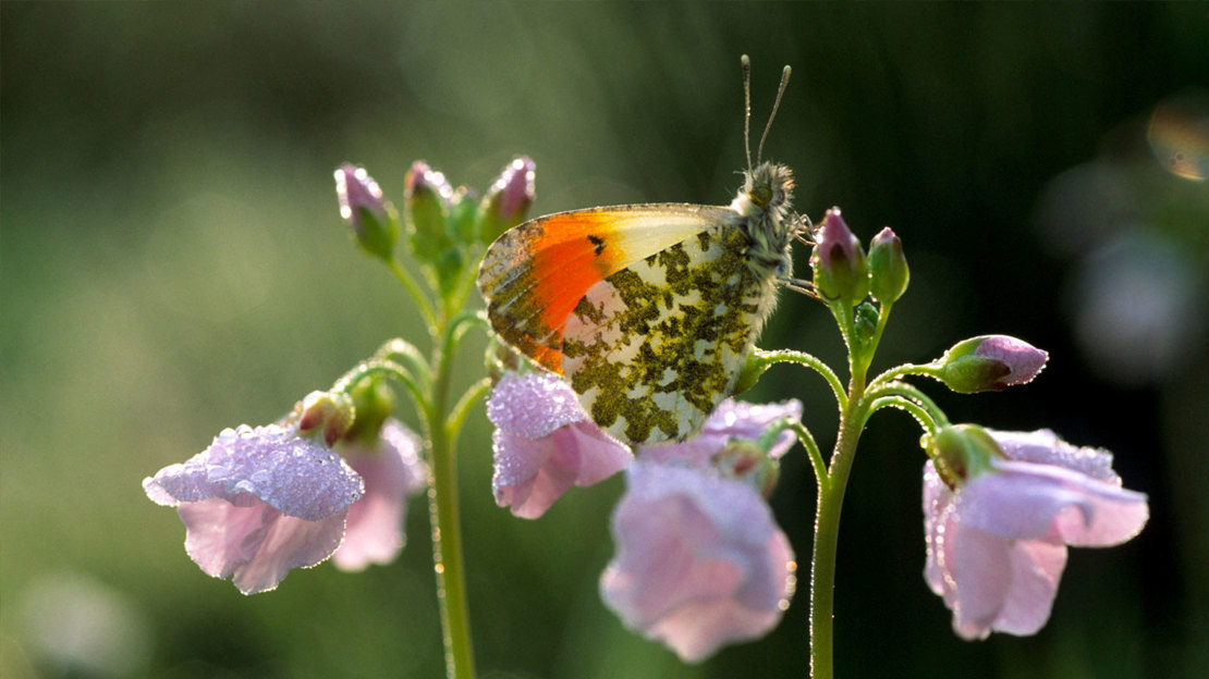 Orange-tip butterfly on cuckoo flower